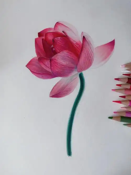 彩铅手绘荷花