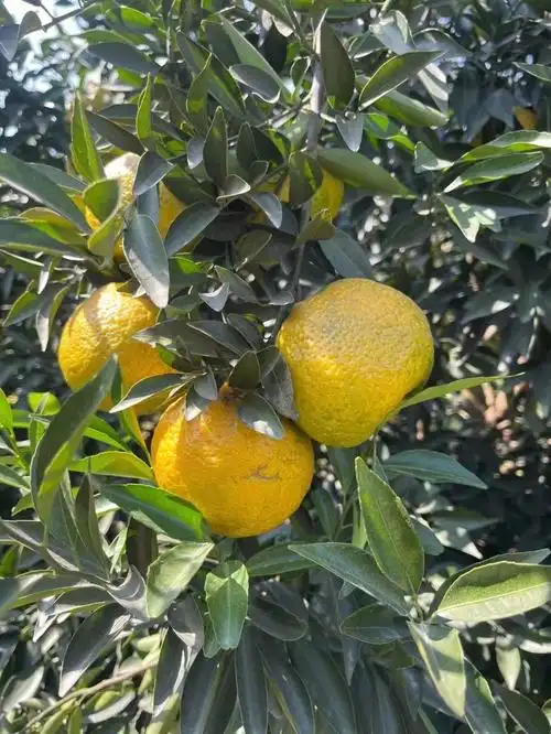 新会柑剥皮晒皮