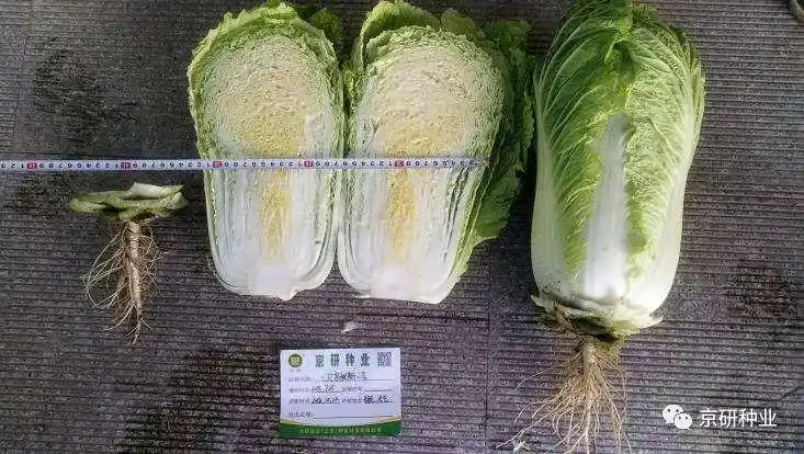 精品推荐根肿病的克星秋播耐贮运大白菜品种cr京秋新3号
