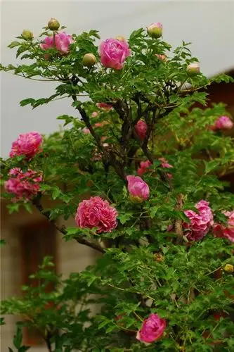 菏泽牡丹,牡丹,北京创园景观(多图)