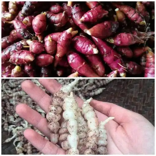 鬼的姜和地环儿