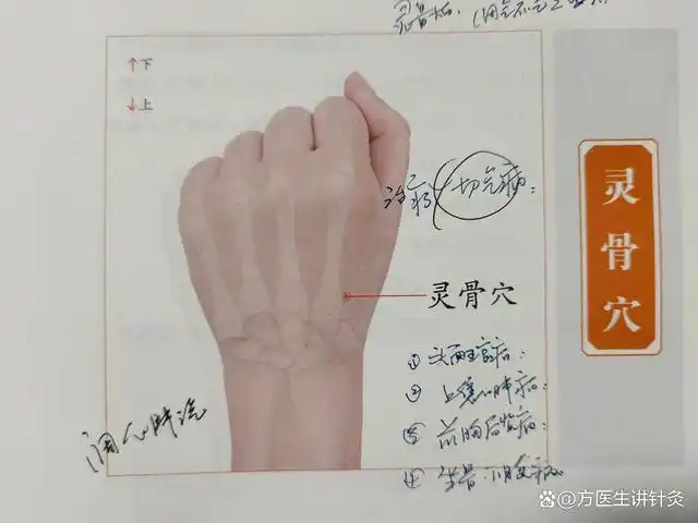 大家好,今天给大家分享两个穴位,这两个穴位就是灵骨穴和大白穴.