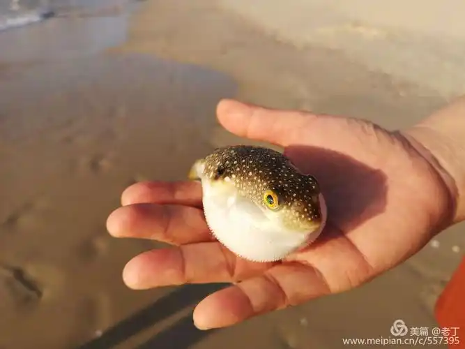 生气的河豚肚子鼓鼓的