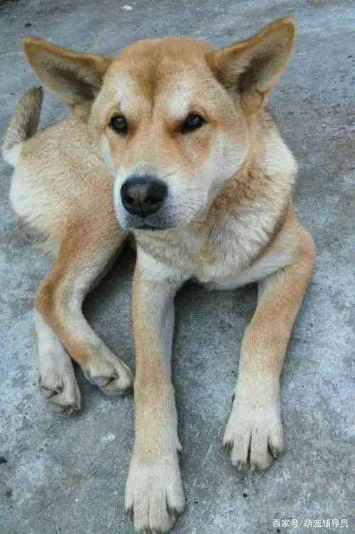 中华田园犬品种图鉴