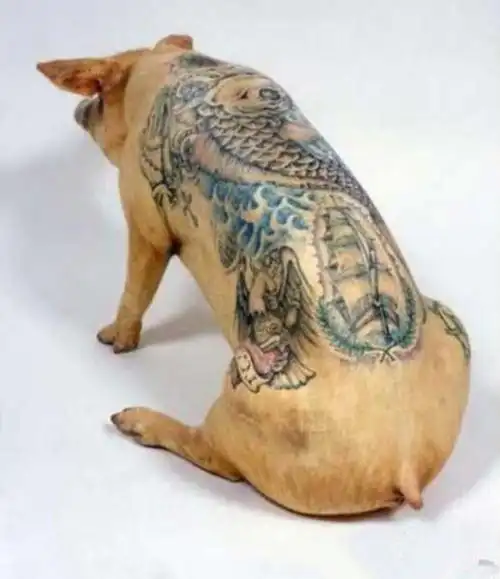 动物图片[115]_来福岛爆笑娱乐网