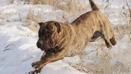 加纳利犬怎么养?速速来get