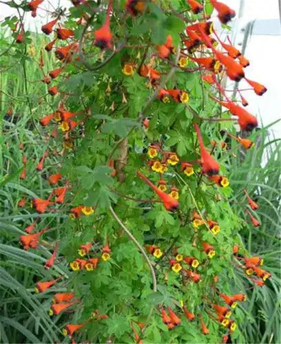 三色旱金莲,旱金莲科旱金莲属,可以爬藤,高可达2米,而且三色旱金莲