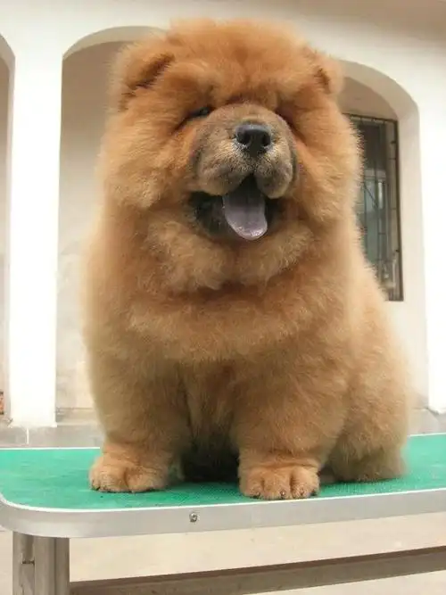 自家出售纯种小狮子松狮宝贝 大脸版 大骨量犬