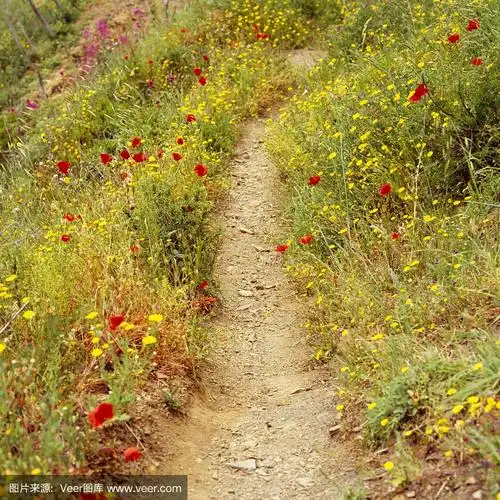 小路,野花,五渔村,意大利,徒步旅行