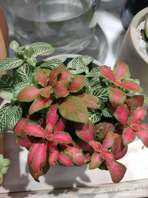 网纹草,真适合在办公桌上摆一盆.