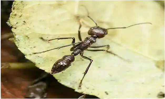 要知道,在亚马孙雨林的土著部落里,男孩必须通过子弹蚁的"疼痛考验"