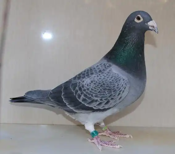 【慕利门绝版军校生】_北京巅峰鸽舍-中信网爱鸽商城