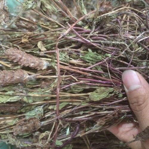 伟博云南中药材夏枯草全草夏枯花夏枯草全草切短1500克