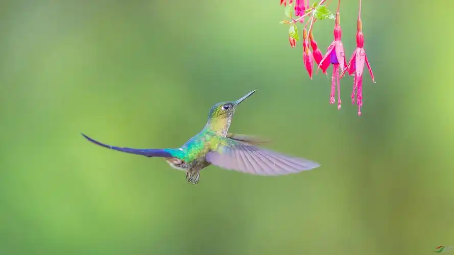 花鸟图紫长尾蜂鸟祝贺荣获鸟类精华