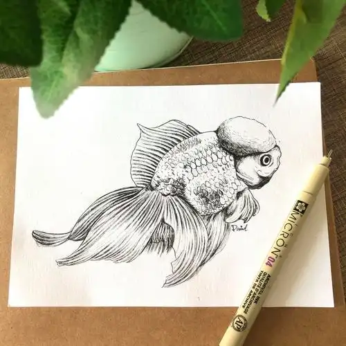 针管笔画百张纪录金鱼手绘附过程