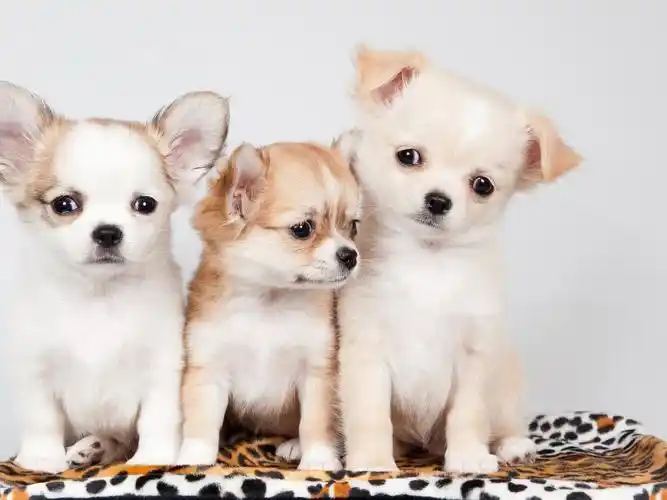 三条狗,可爱 桌布 - 1920x1440