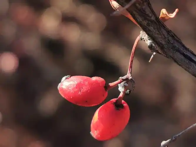 红果