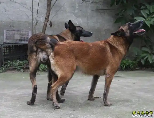 2月13号出生的老血马犬接受全国预定,上照片高价格喜欢荷系的来!