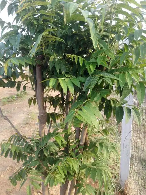 可爱的香椿树.明年就可以采香椿啦