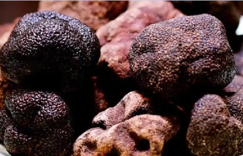 云南奇异野生菌色黑体圆 单斤上百元