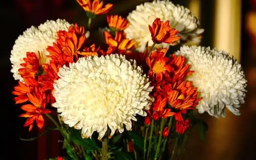 壁纸 白色和橙色的菊花 2880x1800 hd 高清壁纸, 图片, 照片