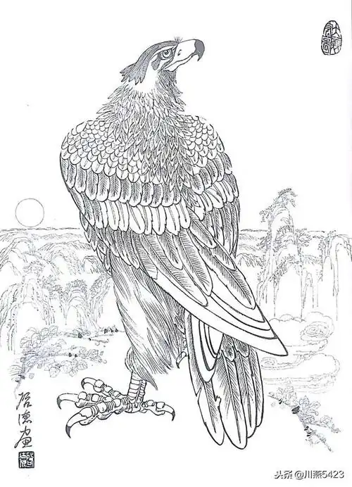 工笔动物 雄鹰白描画稿