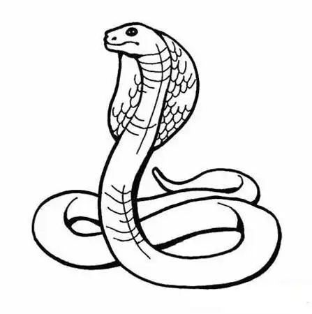 眼镜王蛇简笔画图片