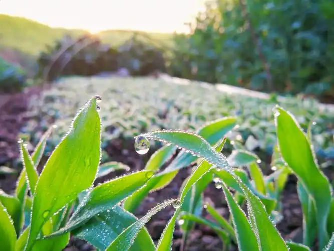 《朝露润嫩苗》