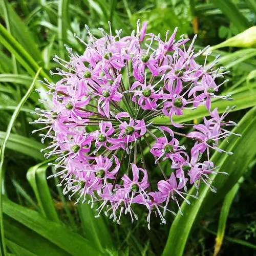 野生韭菜花只有海拔高的地方才生长哦贵州韭菜平