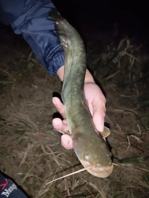 温榆河夜钓,接口大黑漂鲶鱼来报道