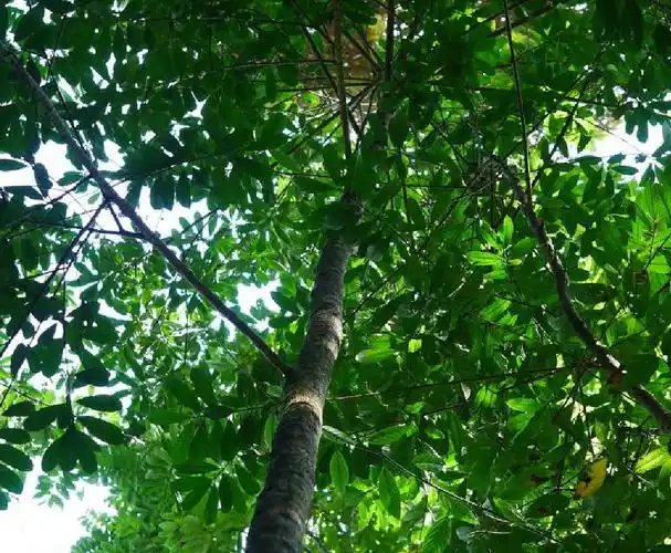 红树(学名: i>pellacalyx yunnanensis /i> hu)是红树科山红树属植物