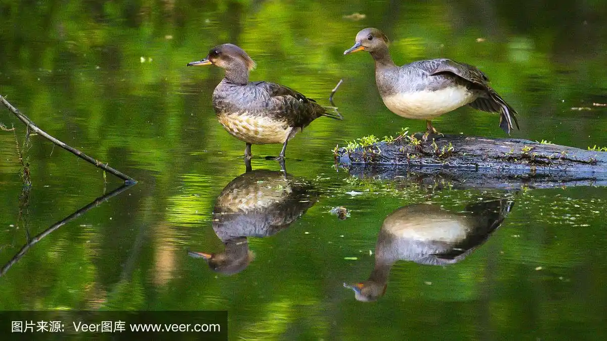 一根原木上的一对雌秋沙鸟