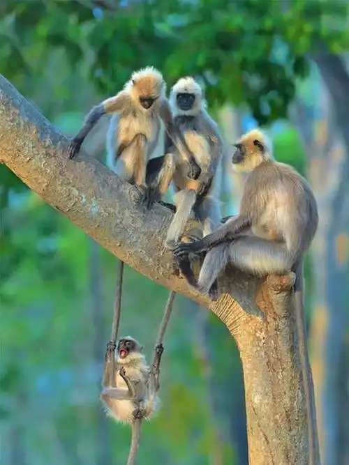 喜剧野生动物摄影奖,历年来的80个精彩作品|松鼠|狐猴|企鹅_网易订阅