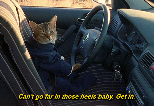 猫咪萌宠呆萌可爱开车恶搞gif动图_动态图_表情包下载_soogif