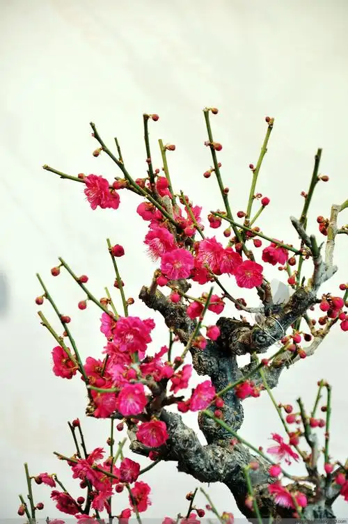 卜算子二 傲骨幽香梅花娇(原创 摄影)