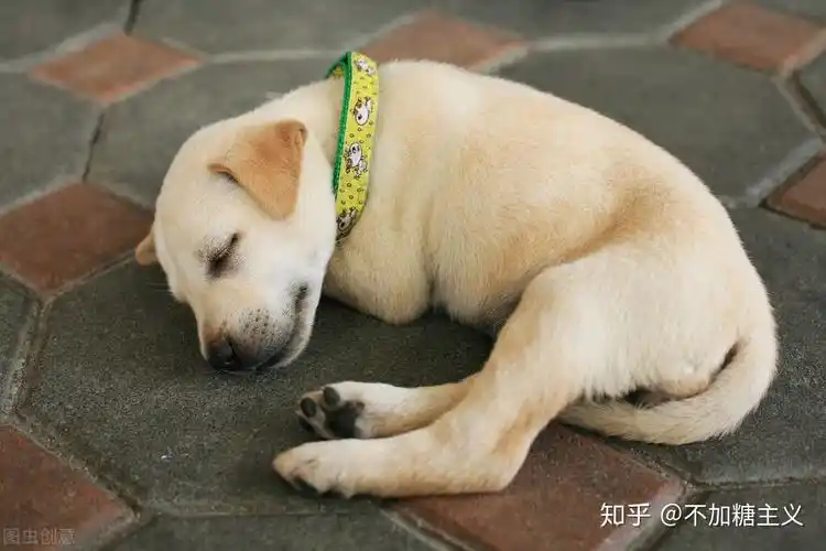 这样睡的狗狗是为了取暖,还是为了保护自己脆弱烦人部位,是比较有警觉