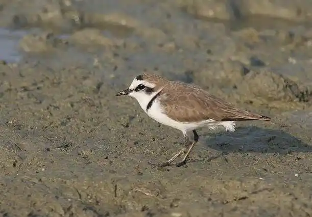 charadrius alexandrinus seebohmi
