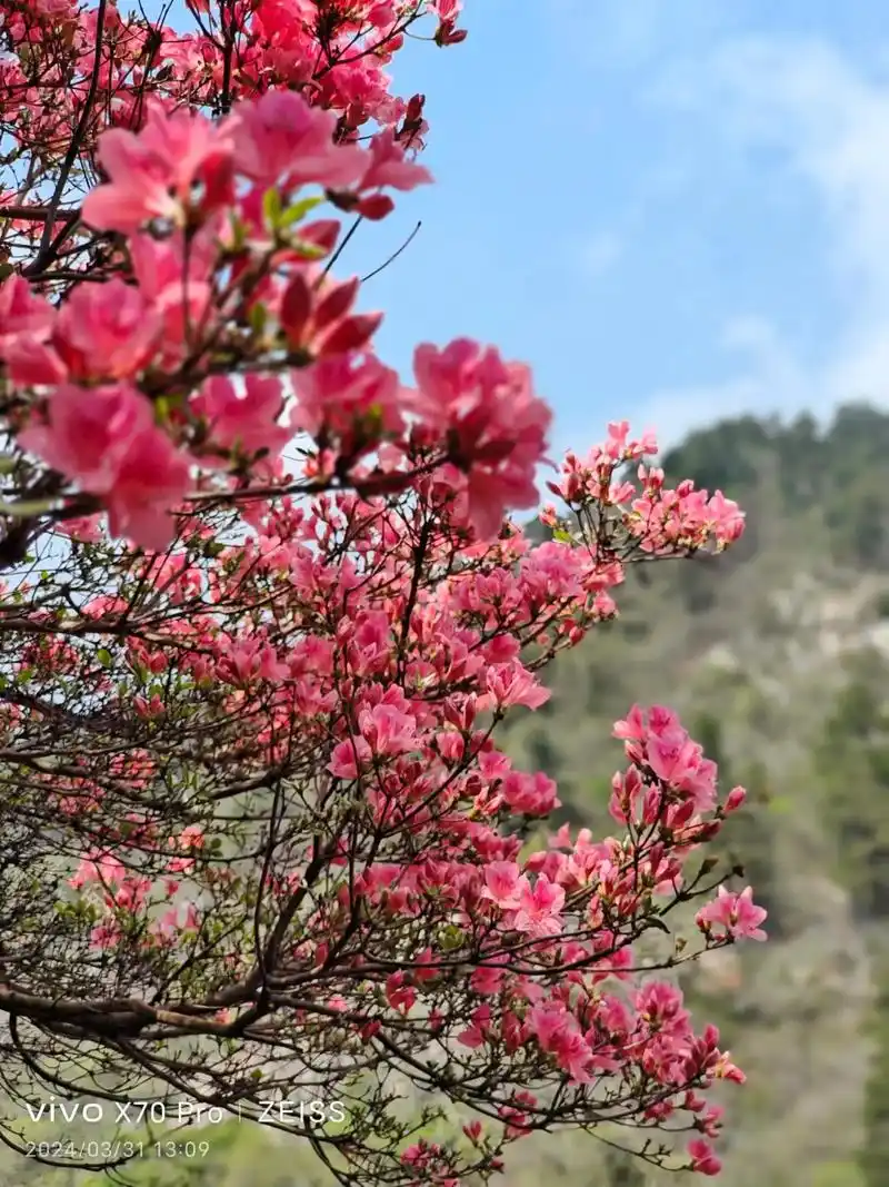 满屏春天愿你一路繁花 3月31日的云雾山,漫山遍野的杜鹃花 - 抖音