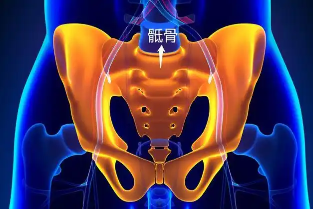 骶骨位置图片