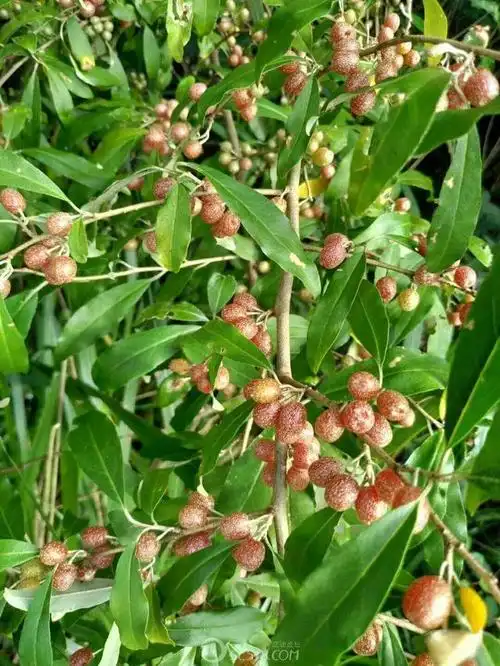 回味故乡野果酸甜味