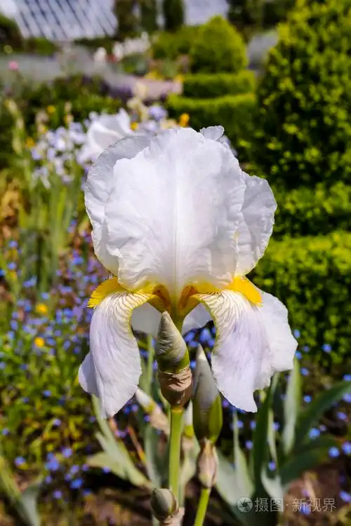 白色鸢尾花