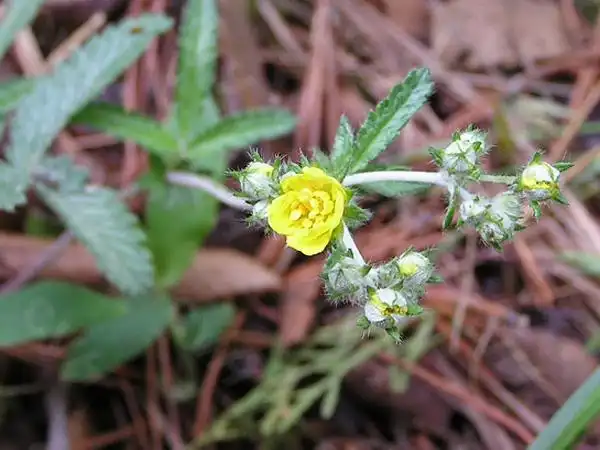 翻白草的功效与作用