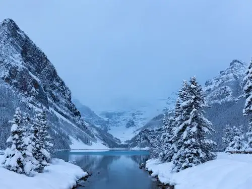 冬天,雪,树,路易丝湖,班夫国家公园,加拿大自然风景 壁纸