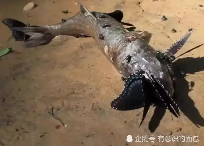 蝴蝶也吃肉?野外竟遇"食人蝴蝶",表面人畜无害实则战斗力堪比"大黄蜂"