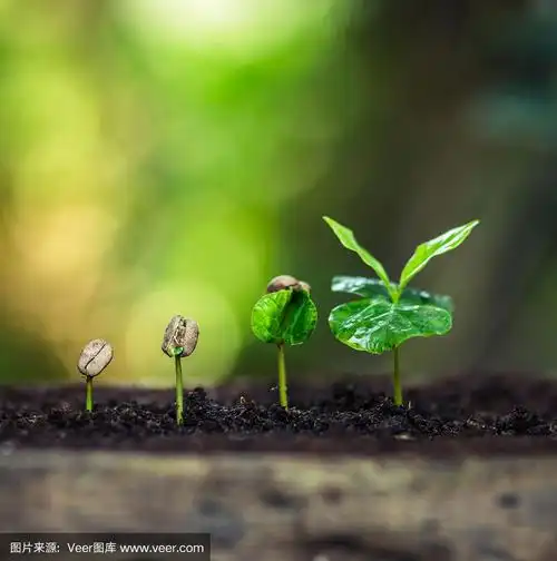 自然,树苗,咖啡豆,垂直画幅,烤咖啡豆