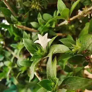 骨满天星白马骨碎叶冬青四季种植绿化盆栽中草药苗tb4985676