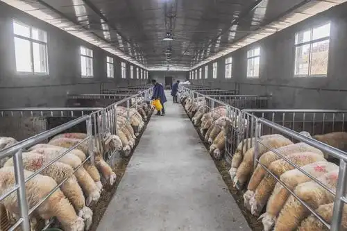 南浔特色农业落户四川 已有百余头湖羊在广安出生