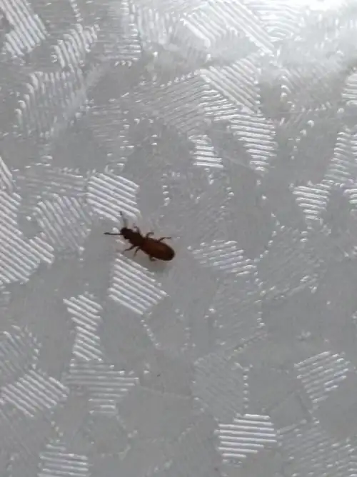 厨房里面有小虫 褐色 三毫米 无翅膀 像蚂蚁 比蚂蚁小 是什么虫子?