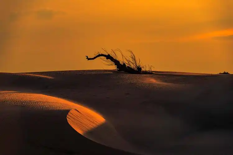 黄沙万里望故乡