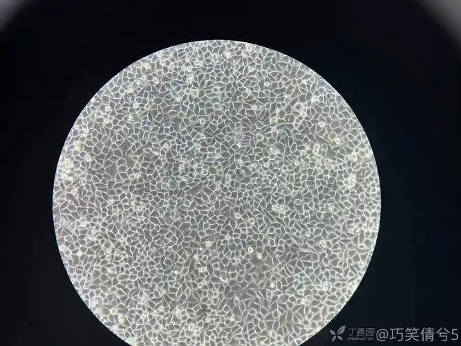 求助宫颈癌细胞如sihac33a等其他关于hela已有